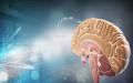 Hypothalamus-Hypophyse-Reiki