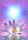 Mystical Lotus Body - Mystischer Lotuskrper