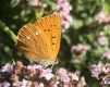 SYMBOLE Deiner INNEREN STIMME 20.6.+4.7. 2025 ZOOM KURS
