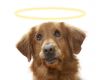 Animal Angels Reiki