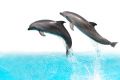 High Dolphin Healing Frequency (English)