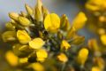 Flower Reiki 1 - Bachblten
