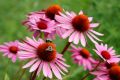 Flower Reiki 2 - Kalifornische Blten