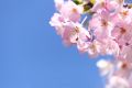 Flower Reiki 4 - Findhorn Blten