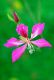 Flower Reiki 5 - Australische Buschblten