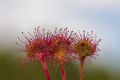 Flower Reiki 6 - Australische Blten