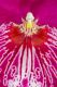 Flower Reiki 7 - Orchideen Essenzen