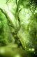 Tree Reiki 1-3 NEW