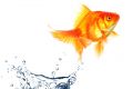 Essential Goldfish Empowerment (English)