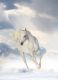Spirit Steed Reiki - Geist-Pferd Reiki