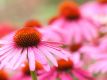 Echinacea Reiki (German)